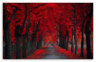 Beautiful Pathway HD Desktop Wallpaper High Definition Fullscreen