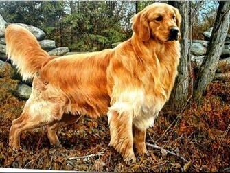 Home Golden Retriever Origin History