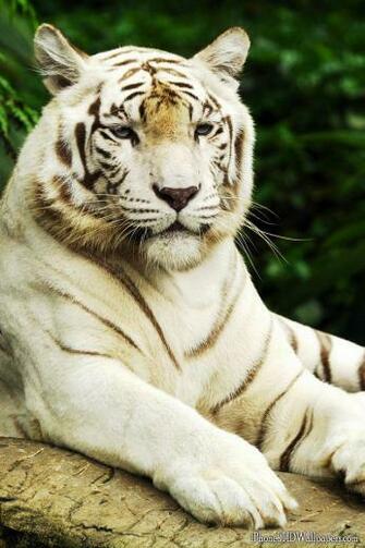 iPhone HD White Tiger Wallpaper And Background