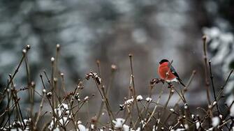 Snow Branches Bird Red Animal Winter Nature Wallpaper Background