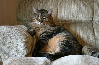Fat Cat Wallpaper And Image Pictures Photos