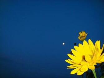 Yellow And Dark Blue Background On A