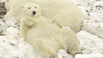 Lovely Bear This Called Funny