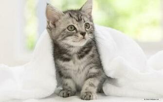 Cute Animal Desktop Background Image
