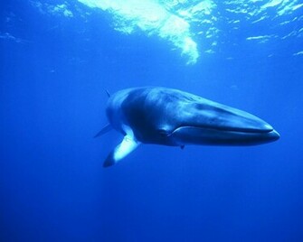 Discovery Channel Wallpaper