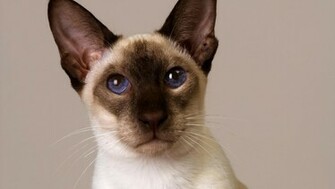 Siamese Oriental Kitten HD Wallpaper