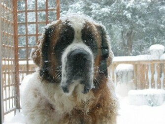 St Bernard Wallpaper