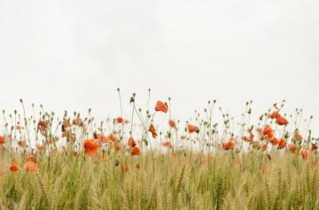 Cottagecore Flowers Wallpaper Awesome HD