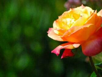 High Quality Flower Wallpaper