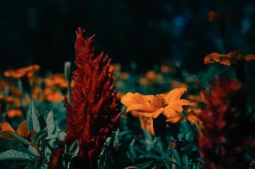 Orange Flower In Tilt Shift Lens Photo Brown Image