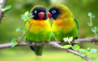 Bird Full HD Wallpaper And Image