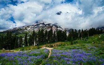 Spring Landscape With Lavender Fields And Pine Row Near Mountains