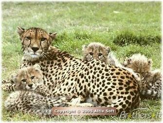 Big Cats