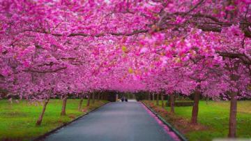 Spring Scenery Wallpaper For Android Apk