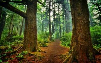 La Push Forest Wallpaper Landscape Nature In Jpg Format