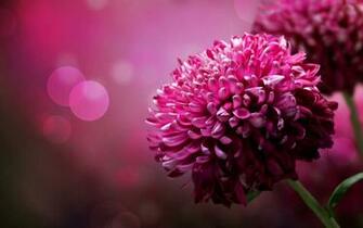 Dahlia Flower HD Wallpaper