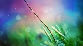 After Rain Drops 1080p HD Wallpaper Nature Archives