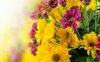 Yellow Flowers Wallpaper Jpg