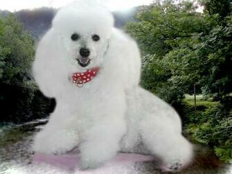 Poodle Wallpaper Desktop