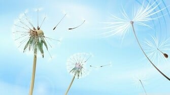 Blowing Dandelions Wallpaper