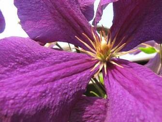Nature Flowers Wallpaper