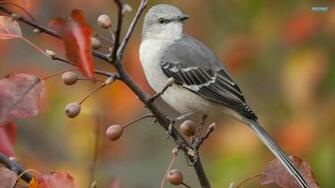 Mockingbird Computer Wallpaper Desktop Background