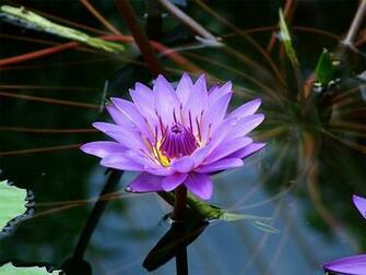 Purple Lotus Flower HD Wallpaper Image Pictures Tattoos
