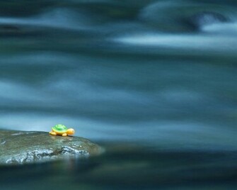Cute Turtle Wallpaper