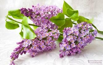 Lilac Flower Purple Photo