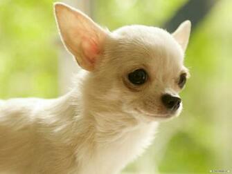 Wallpaper Animal Chihuahua