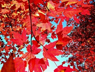 Autumn Leaves Background Wallpaper