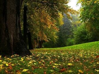 Nature Wallpaper Summer Garden Forest