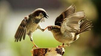 1080p Wide Screen Bird Wallpaper 2k 4k