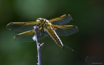 Dragonfly Wallpaper