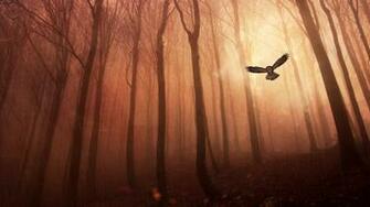 Owl Flying In The Rain Wallpaper