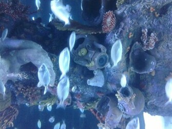 Cool Fish Wallpaper Picture Photo