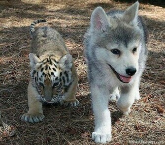 Animal Planet Husky And Tiger Babies Animals HD Wallpaper