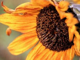 Beautiful Autumn Sunflower Wallpaper HD