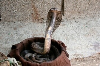 King Cobra Snakes HD Picture