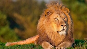 Wallpaper Face Lion HD Car Pictures