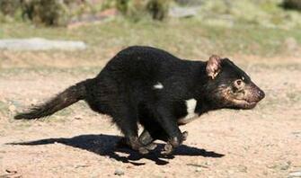 Tasmanian Devil Computer Wallpaper Desktop Background