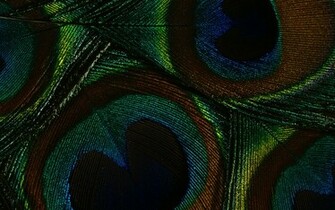 Desktop Background Colorful Background Wares Feather