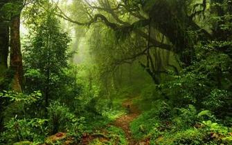 Landscapes Forest Moss Rainforest Trees Mist Jungle Plants Ferns