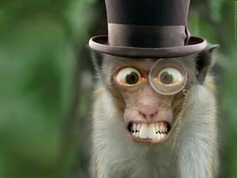 Monkey HD Wallpaper High Resolution WallartHD