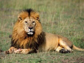 HD Lion Pictures Lions Wallpaper Animal