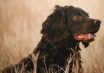 Cute Boykin Spaniel Dog Photo And Wallpaper Beautiful