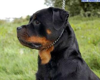 Rottweiler Puppies Wallpaper HD Desktop Background