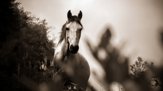 Wallpaper 4k Horse Grayscale