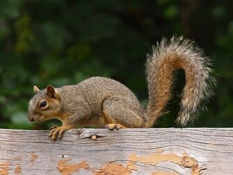 Beautiful Wallpaper Squirrels