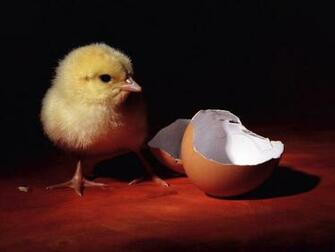 Funny Baby Animals Screensaver Chicks Are Very